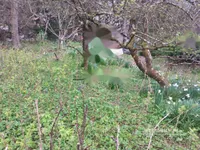 Недвижимость Участок для застройки на Руднике, Любляна: 3