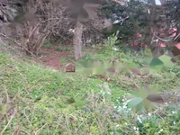 Недвижимость Участок для застройки на Руднике, Любляна: 4
