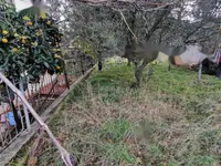 Недвижимость Изола: Дом с Участком: 20