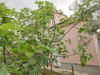 Недвижимость Дом с террасой Верхние Шкофие: 18