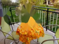 Недвижимость Двухэтажный дом Шалара: 17