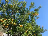 Недвижимость Дом в Портороже: 13