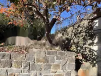 Недвижимость Четырёхкомнатная квартира Пиран: 20