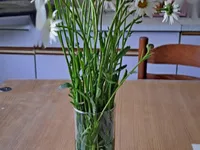 Недвижимость Усадьба, ферма Чолнишче.: 14