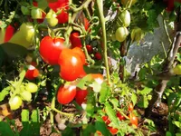 Недвижимость Усадьба, ферма Чолнишче.: 24