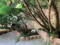 Недвижимость Дом с террасой в Мурглях: 10