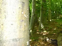 Недвижимость Дом, Планински Врх, Шентюр: 28