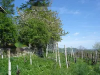 Недвижимость Дом, Бели-Поток-при-Лембергу: 50