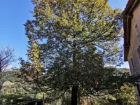 Недвижимость Участок, Кметияново Доблар, на солнечном краю плато.: 17