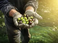 Недвижимость Инвестиционный проект: Оливковый сад и эко-туризм, Випавская долина: 1