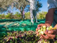 Недвижимость Инвестиционный проект: Оливковый сад и эко-туризм, Випавская долина: 2