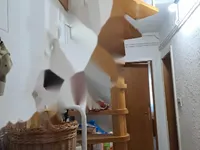 Недвижимость Квартира, 3-комнатная Трново: 9