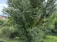 Недвижимость Villa Cannes La Bocca: 6