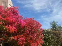 Недвижимость Property Type: Villa  
Location: Cannes, Californie  

Villa Cannes Californie: 22
