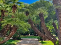 Недвижимость Villa Cannes Californie: 4
