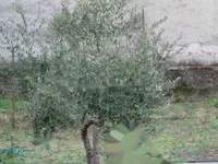 Недвижимость Двухкомнатная квартира в центре Гориции: 24