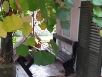 Недвижимость Дом, Мало Требельево: 5