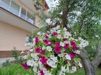 Недвижимость Дом, Порторож: 14