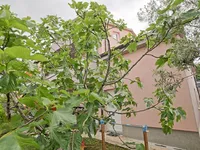 Недвижимость Дом с террасой Верхние Шкофие: 17