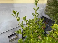 Недвижимость Apartment 1 bedroom for sale in Esch-sur-Alzette: 4