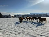 Недвижимость Усадьба, ферма Любечна.: 1
