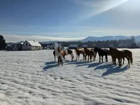 Недвижимость Усадьба, ферма Любечна.: 1