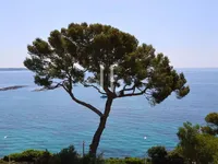 Недвижимость Villa Cannes: 11