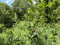Недвижимость Усадьба Кметийанов на Купчином холме: 12