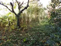 Недвижимость Трехкомнатная квартира в центре Опатии: 12