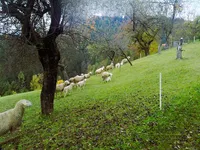 Недвижимость Estate, Ravne Farm, Pristava.: 11
