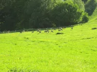 Недвижимость Remshnik Estate, Farm.: 6