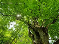 Недвижимость Podkray Estate near Mezhitsa, Mezhitsa: 16