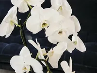 Недвижимость Apartment Monaco, Jardin Exotique: 6