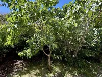 Недвижимость Villa Petit Juas: 15