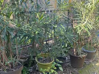 Недвижимость Квартира 5+ Новая Порторож Центр: 3