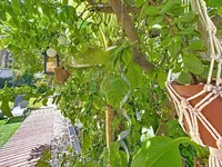 Недвижимость Villa Cannes: 6