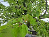 Недвижимость Дом, Лесично: 13