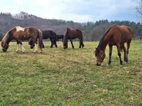 Недвижимость Tolsty Vrk Estate and Farm: 1