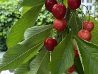 Недвижимость Finborough Road: 5