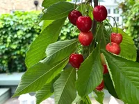 Недвижимость Finborough Road, Chelsea: 6