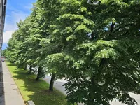Недвижимость Квартира 3 комнаты, Новая Шишка: 15