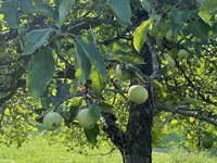 Недвижимость Земельный участок Блед: 4