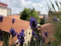 Недвижимость Five-room apartment in the center of Koper: 7