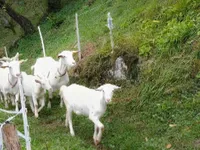 Недвижимость Усадьба, ферма Чолнище.: 22