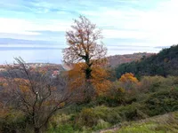 Недвижимость Семейный дом 190 м², Центр: 33