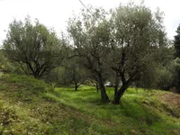 Недвижимость Дом, Сеча, Порторож: 13