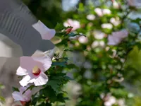 Недвижимость Семейный дом 200 м², Запад, Опатия: 22