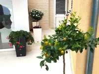 Недвижимость Однокомнатная квартира, Опатия: 6