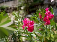 Недвижимость Семейный дом 270 м², Запад: 8