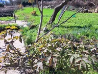 Недвижимость Семейный дом 146 м², Запад, Опатия: 3